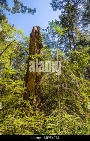 Dead albero di sequoia, Hornby Isola, BC, Canada. Foto Stock