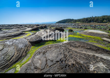 Spiaggia rocciosa, Sandpiper beach, Hornby Isola, BC, Canada. Foto Stock