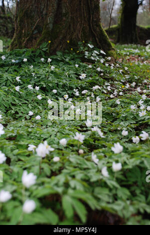 Aglio selvatico con fiore bianco tappeto pavimento woodland Foto Stock