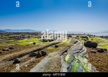 Spiaggia rocciosa, Sandpiper beach, Hornby Isola, BC, Canada. Foto Stock