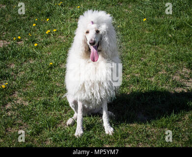 White Royal cane barboncino sdraiati sull'erba verde Foto Stock