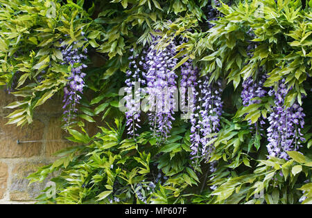 Wisteria sinensis crescente contro un muro di pietra. Foto Stock