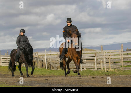 Il cavallo islandese è una razza di cavalli sviluppati in Islanda. Anche se i cavalli sono piccole, a volte pony-dimensioni, la maggior parte dei registri per l'islandese di fare riferimento ad esso come un cavallo. Cavalli islandesi sono a lungo vissuto e hardy e nel loro paese nativo hanno poche malattie; Foto Stock