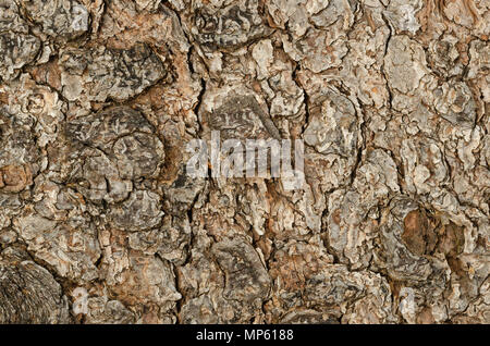 Weathered di corteccia di albero foto macro. Lo strato più esterno di un vecchio albero stelo. Marrone corteccia esterna, la superficie di un albero. Schema naturale e texture. Foto Stock