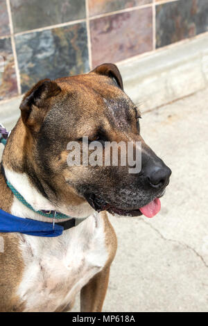 American Staffordshire Terrier di razza mista cane di salvataggio - Van Go Foto Stock