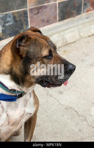 American Staffordshire Terrier di razza mista cane di salvataggio - Van Go Foto Stock