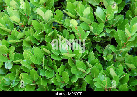 Foglie di alloro, siepe di alloro verde cespugli. Natura e texture di sfondo vegetale Foto Stock