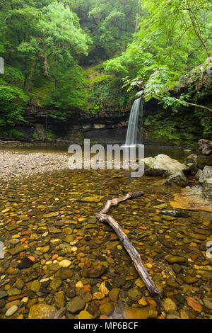 La cascata di Sgwd Gwladus (Lady's Falls) sul Pyrddin Afon nel Bannau Brycheiniog (ex Brecon Beacons) National Park vicino a Pontneddfechan, Powys, Galles. Foto Stock
