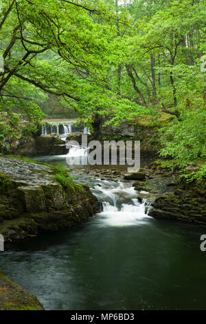 Cascate Sgwd y Bedol (Horseshoe Falls) sul Nedd Fechan nel Bannau Brycheiniog (Brecon Beacons) National Park vicino a Pontneddfechan, Powys, Galles. Foto Stock