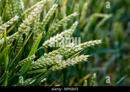 Spighe di grano che cresce in un campo. Foto Stock