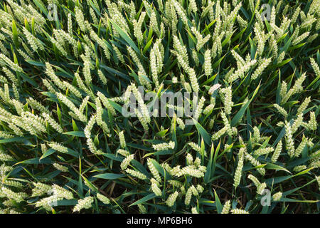 Spighe di grano che cresce in un campo. Foto Stock