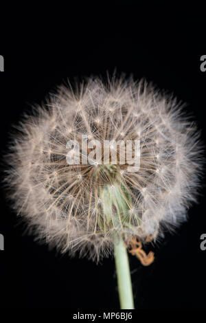 Tarassaco: Taraxacum officinale. Testa di sementi. "Orologio" Foto Stock