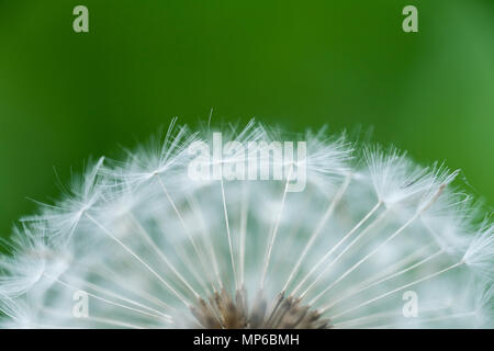 Close up di tarassaco (Taraxacum officinale) sementi testa o tarassaco orologio, mostra che è delicato cypselae. Foto Stock