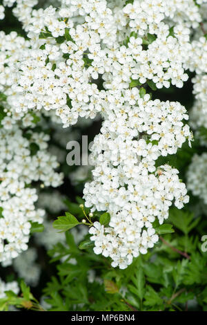 Biancospino (maggio fiore) Crataegus monogyna. Surrey, Regno Unito. Foto Stock