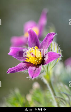 "Pasque Fiore: Pulsatilla rubra. Foto Stock