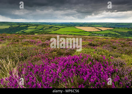 Heather su Holdstone giù nella tarda estate nel Parco Nazionale di Exmoor, North Devon, in Inghilterra. Foto Stock