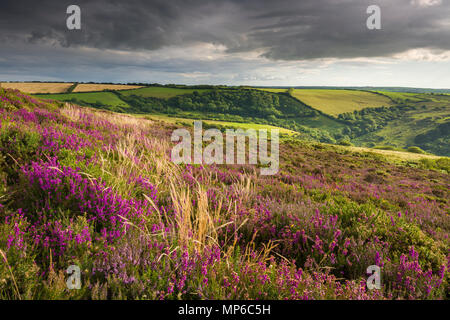 Heather su Holdstone giù nella tarda estate nel Parco Nazionale di Exmoor, North Devon, in Inghilterra. Foto Stock