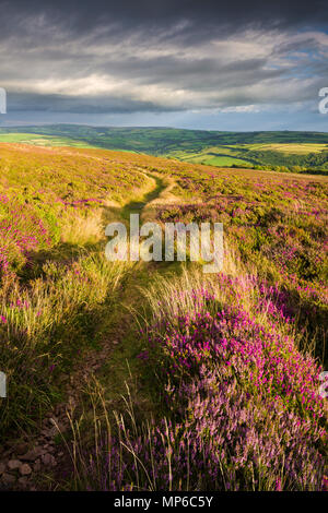 Heather su Holdstone giù nella tarda estate nel Parco Nazionale di Exmoor, North Devon, in Inghilterra. Foto Stock