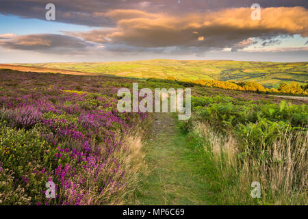 Heather su Holdstone giù nella tarda estate nel Parco Nazionale di Exmoor, North Devon, in Inghilterra. Foto Stock