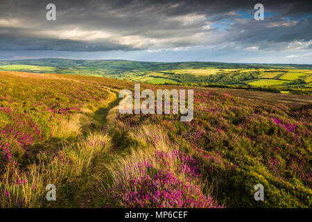 Heather su Holdstone giù nella tarda estate nel Parco Nazionale di Exmoor, North Devon, in Inghilterra. Foto Stock