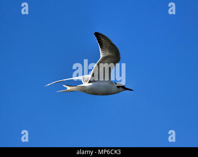 Giovane fiume tern (Common Tern, scray, Sterna hirundo) battenti, si blocca in posizione come il bianco butterfly. La bellezza del volo degli uccelli Foto Stock