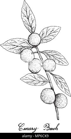 Frutti tropicali, illustrazione di mano il bozzetto mazzetto di fresco faggio Canarie o Polyalthia Nitidissima frutti appeso sul ramo di albero isolato su Whi Illustrazione Vettoriale