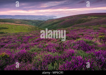 Bell heather in fiore sulle colline di Quantock in tarda estate. Bicknoller, Somerset, Inghilterra. Foto Stock