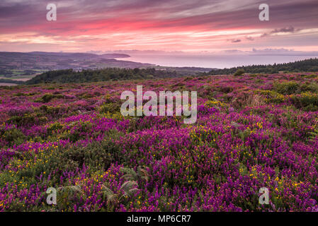 Bell erica e ginestre in fiore su Beacon Hill nelle colline di Quantock in tarda estate con il canale di Bristol al di là. Weacombe, Somerset, Inghilterra. Foto Stock