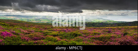 Bell erica e ginestre in fiore su Beacon Hill nelle colline di Quantock in tarda estate con il canale di Bristol al di là. Weacombe, Somerset, Inghilterra. Foto Stock