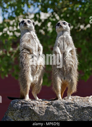 Il miele delle api di bere da Bird Bath, Regno Unito Foto Stock