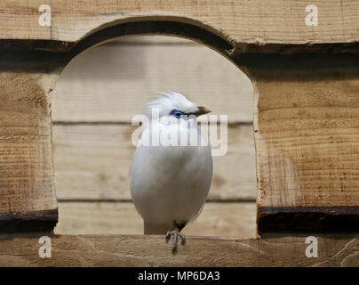 Bali Starling (leucopsar rothschildi) Foto Stock