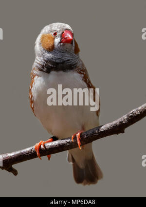 Zebra Finch (taeniopygia buttata) maschio Foto Stock