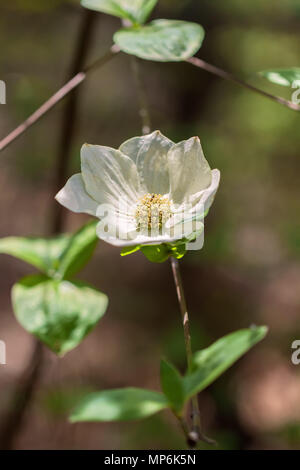 Pacific sanguinello fiore (Cornus nuttallii) fiorisce in primavera nel Parco Nazionale di Yosemite in California, Stati Uniti. Foto Stock