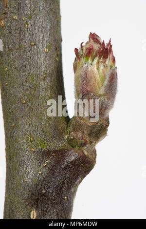 Foglie strette e germoglio di fiore di un ramoscello di apple nel tardo inverno inizio a gonfiarsi e inizia ad aprirsi Foto Stock