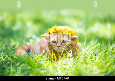 Little Red kitten incoronato coroncina dal dente di leone fiori sul prato verde Foto Stock