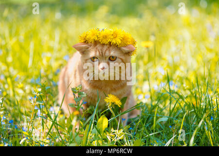 Little Red kitten incoronato coroncina dal dente di leone fiori sul prato verde Foto Stock