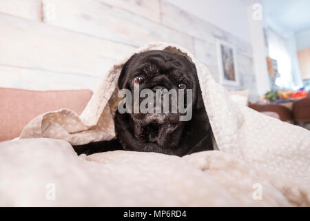 Pug cane si diverte a giocare sotto la coperta. Sdraiato su un lettino di marrone, si guarda con gli occhi di gara avvolto in una coltre bianca. Foto Stock