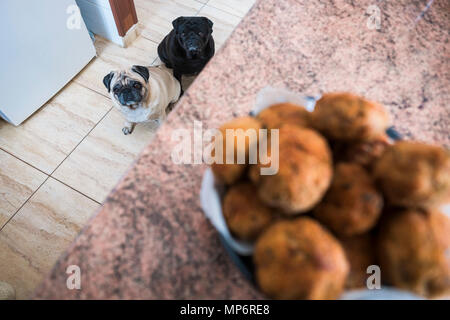 Paio di pug cani bianco nero e guardando con interesse alla carne palla sul tavolo. In attesa di cibo Foto Stock