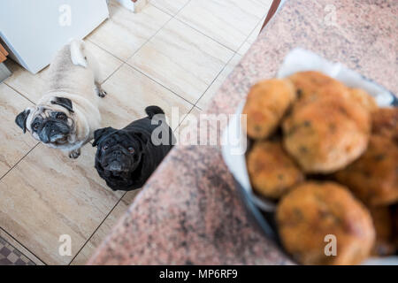 Paio di pug cani bianco nero e guardando con interesse alla carne palla sul tavolo. In attesa di cibo Foto Stock