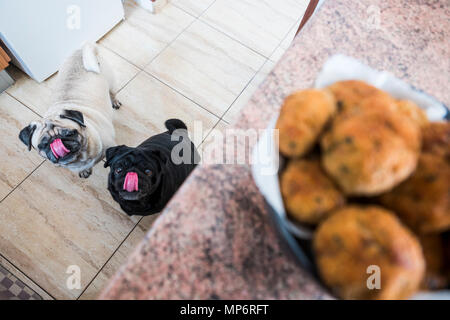 Paio di pug cani bianco nero e guardando con interesse alla carne palla sul tavolo. In attesa di cibo Foto Stock