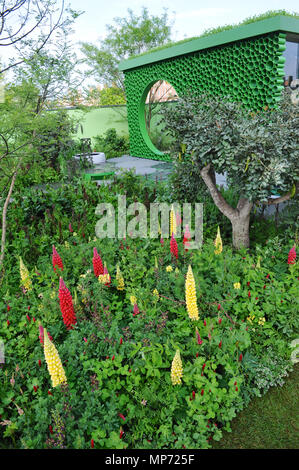 Londra, Regno Unito. 21 maggio 2018. Il giardino Seedlip (progettata da Dr Catherine MacDonald), uno dei più belli ed eleganti giardini mostra sul display a 2018 RHS Chelsea Flower Show che si è aperto oggi in 11 acri di giardini del Royal Hospital Chelsea, Londra, Regno Unito. La pianta la tavolozza dei colori, forme, colori, modelli e multi-sensoriale elementi all'interno del giardino Seedlip sono tutti rilevanti per il pisello, producendo un contemporaneo e compendio educativo in lode di Pisum sativum. Credito: Michael Preston/Alamy Live News Foto Stock