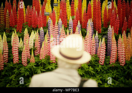 Londra, Gran Bretagna. 21 Maggio, 2018. Un uomo si ammira un display floreale al RHS Chelsea Flower Show tenutosi nel parco del Royal Hospital Chelsea a Londra, Gran Bretagna, il 21 maggio 2018. Il Chelsea Flower Show, altrimenti noto come il grande spettacolo primaverile e detenute dalla Royal Horticultural Society (RHS), è il più grande fiore e giardino paesaggistico mostra nel Regno Unito. Credito: Tim Irlanda/Xinhua/Alamy Live News Foto Stock