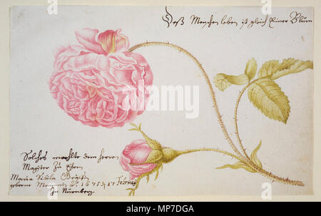 . Deutsch: Stammbuchblatt mit Rose. Aquarell von Maria Sibylla Merian, Norimberga 1675 (Staatsbibliothek Bamberg, ho R 90) . 1675. 858 Maria Sibylla Merian Stammbuchblatt mit Rose 1675 Foto Stock