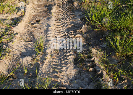 In un pneumatico di un veicolo in piste di fango essiccato Foto Stock