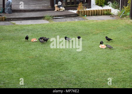 Highland mucca con vitello,Loch Tay Scozia,seagull mangiare una salsiccia di link nel mio giardino sul retro,falkirk in Scozia. Foto Stock