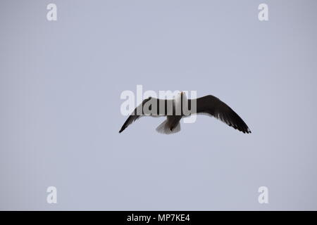 Highland mucca con vitello,Loch Tay Scozia,seagull mangiare una salsiccia di link nel mio giardino sul retro,falkirk in Scozia. Foto Stock