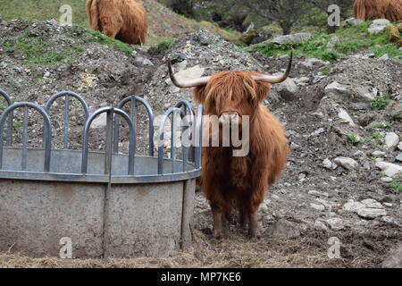 Highland mucca con vitello,Loch Tay Scozia,seagull mangiare una salsiccia di link nel mio giardino sul retro,falkirk in Scozia. Foto Stock