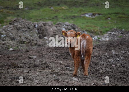 Highland mucca con vitello,Loch Tay Scozia,seagull mangiare una salsiccia di link nel mio giardino sul retro,falkirk in Scozia. Foto Stock