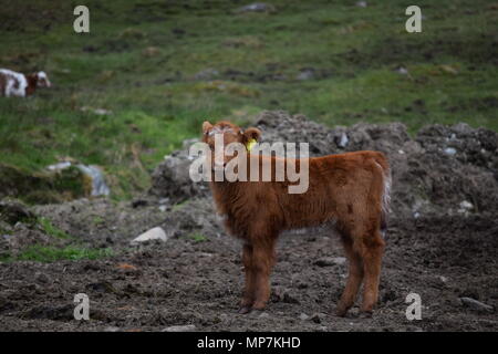 Highland mucca con vitello,Loch Tay Scozia,seagull mangiare una salsiccia di link nel mio giardino sul retro,falkirk in Scozia. Foto Stock