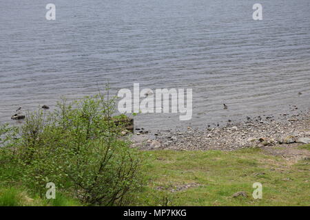 Highland mucca con vitello,Loch Tay Scozia,seagull mangiare una salsiccia di link nel mio giardino sul retro,falkirk in Scozia. Foto Stock